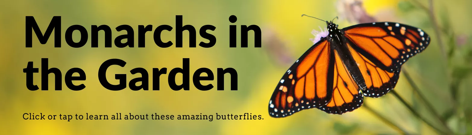 slider featuring a monarch butterfly